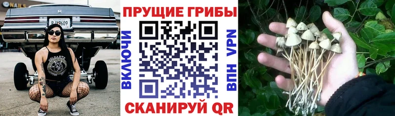 Псилоцибиновые грибы Cubensis Александров