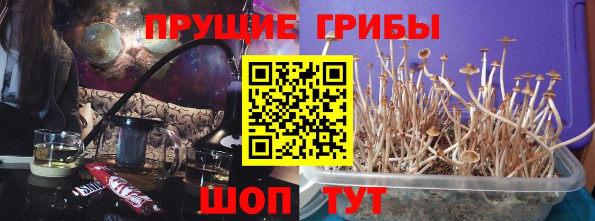 Александров  Псилоцибиновые грибы мицелий  Вход с VPN 